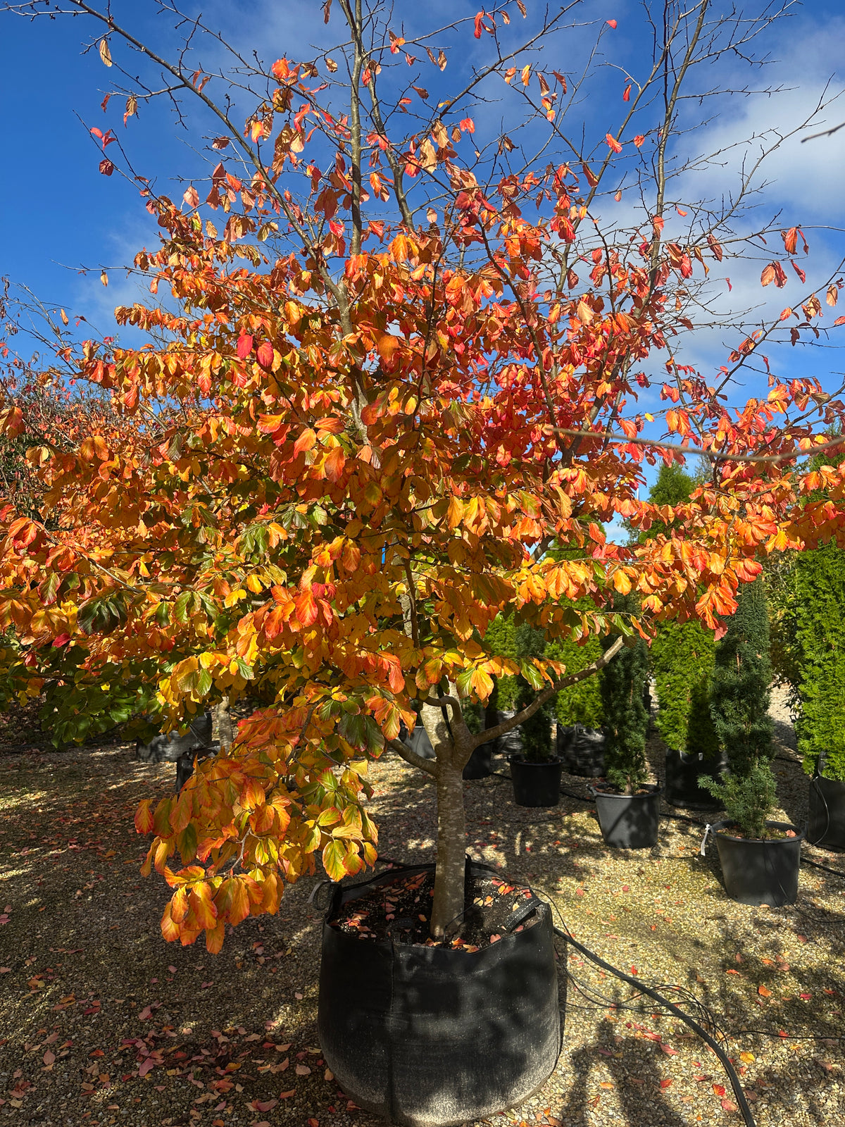 Et skulpturelt papegøjetræ, Parrotia persica, hvor de kunstneriske grene bærer en tæt og overvældende krone af hele træet i orange efterårsfarver.