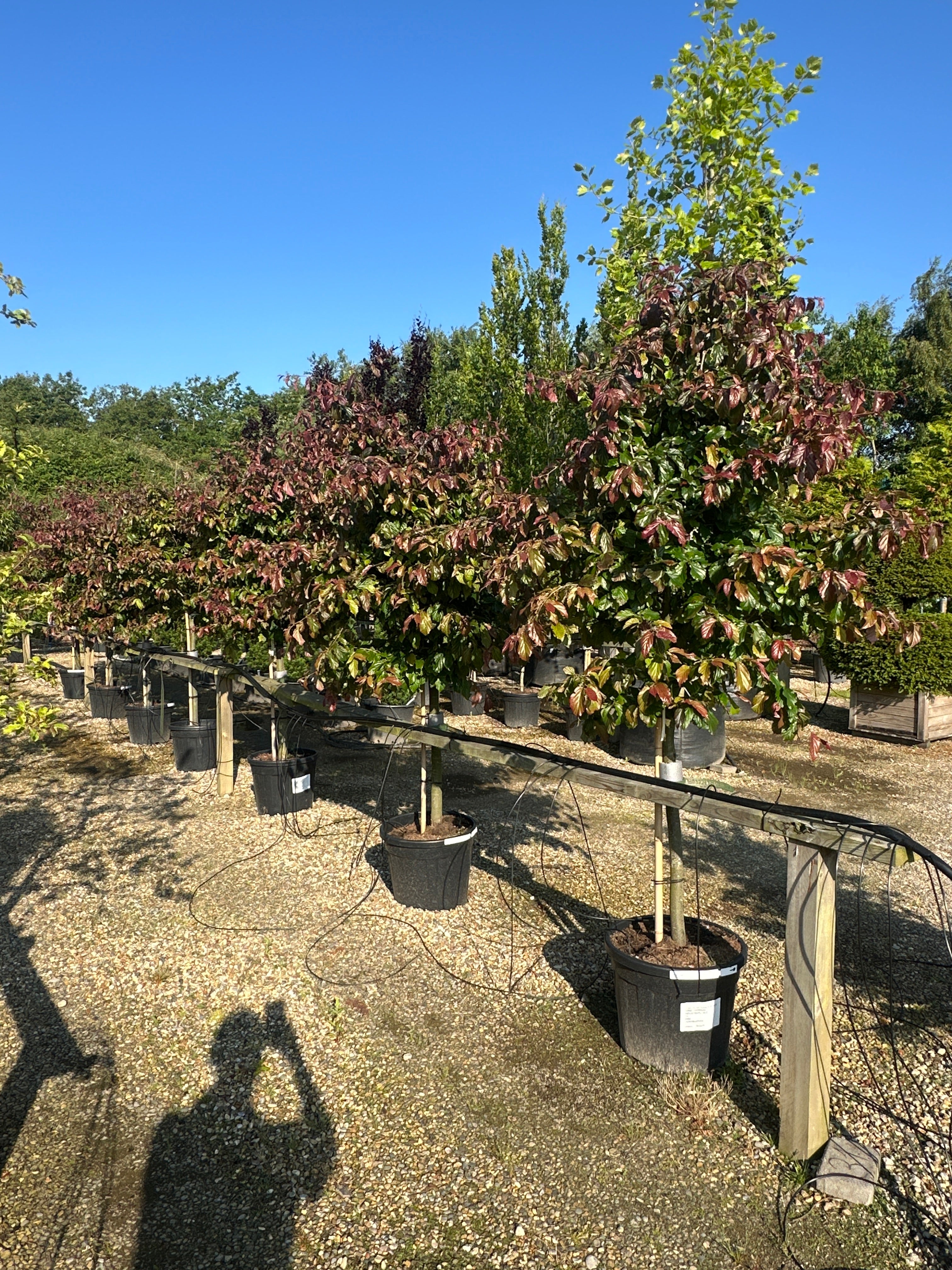 Opstammet papegøjetræ, Parrotia persica 'Bella', med en fin, opret krone af grønne blade med mørkerøde kanter.