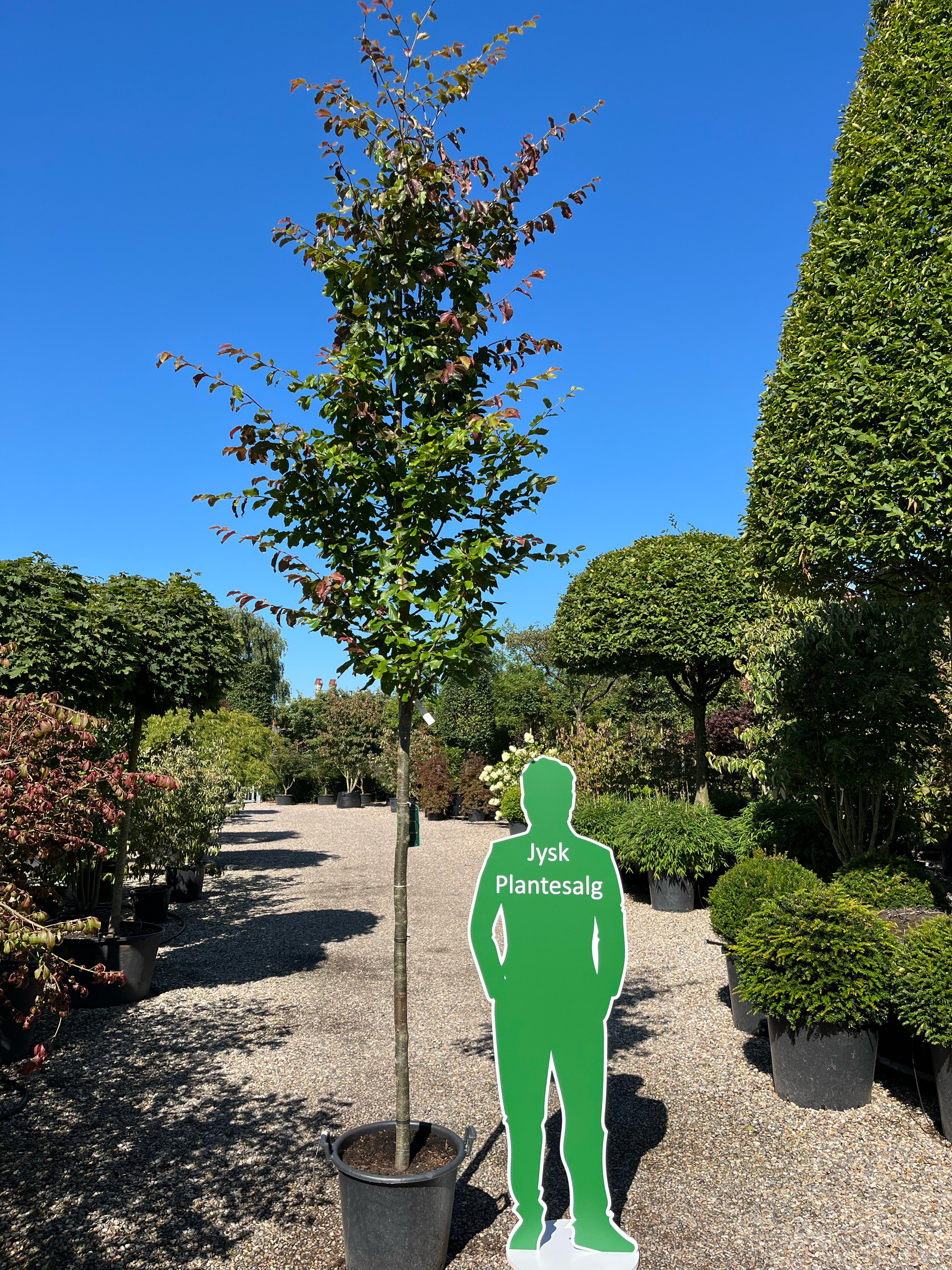 Opstammet papegøjetræ, Parrotia persica Jodrell Bank, der præsenterer sig som et skulpturelt element med sin oprette krone og grønne sommerløv.