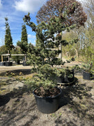 Skulpturel penselfyr, Pinus parviflora 'Glauca', med en unikt asymmetrisk grenstruktur og tætte, sølvblå nåle.