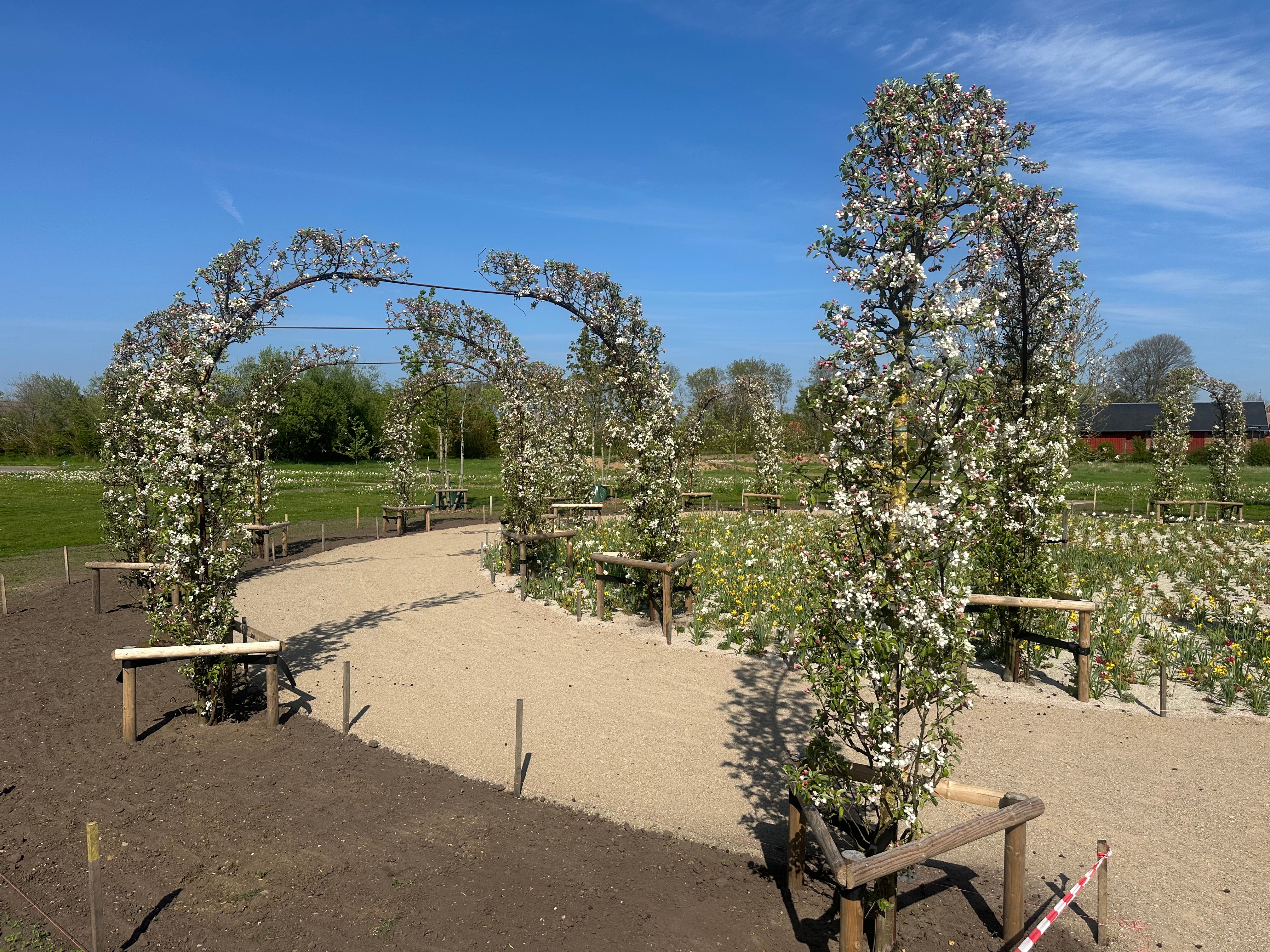 Hvide forårsblomster og rosa knopper, der dækker grenene på et espalieret paradisæbletræ af typen Malus Evereste over en pergolabue.