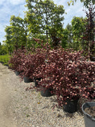 Tæt forgrenet blærespiræa busk af typen Physocarpus opulifolius Lady in Red i fuld sommerblomstring med lyse blomsterskærme mod det mørke løv.
