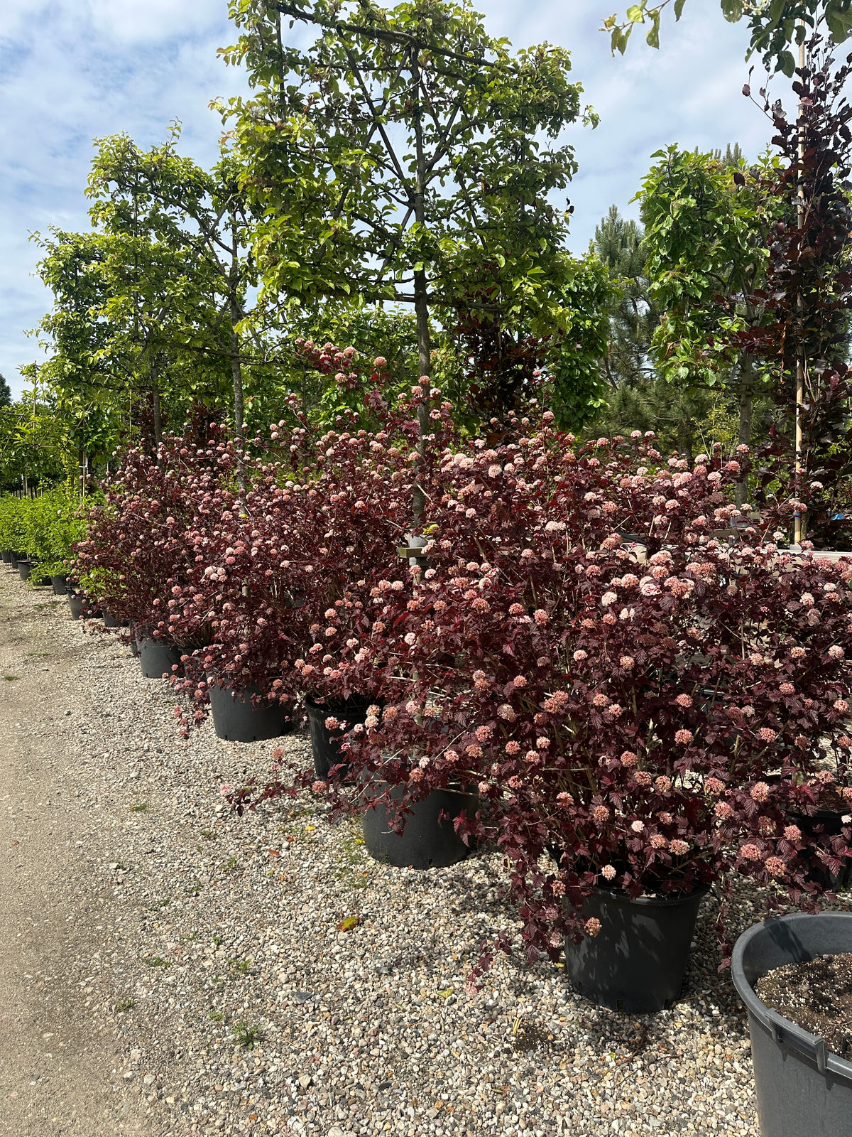 Tæt forgrenet blærespiræa busk af typen Physocarpus opulifolius Lady in Red i fuld sommerblomstring med lyse blomsterskærme mod det mørke løv.