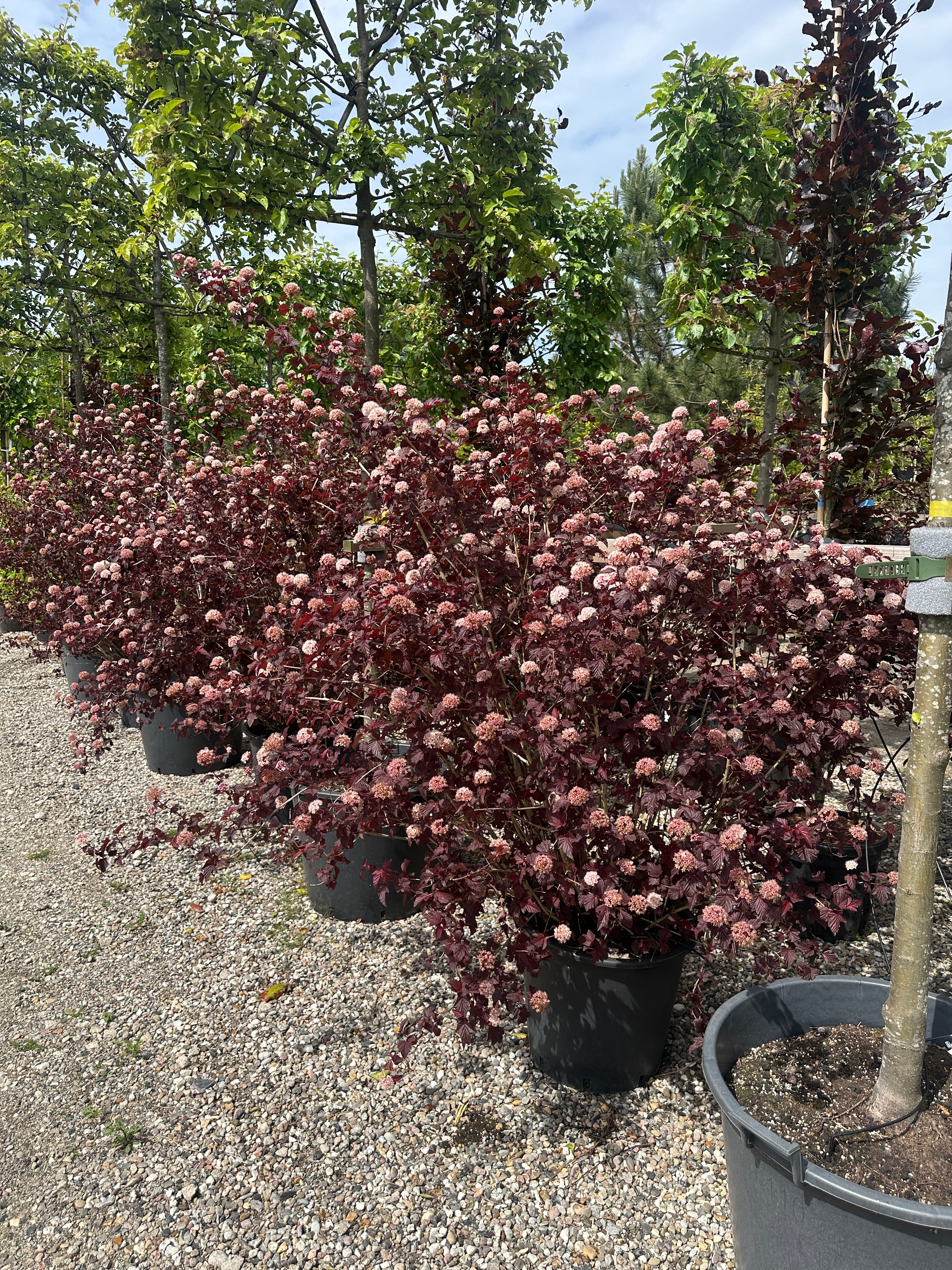 Tæt forgrenet blærespiræa busk af typen Physocarpus opulifolius Lady in Red i fuld sommerblomstring med lyse blomsterskærme mod det mørke løv.