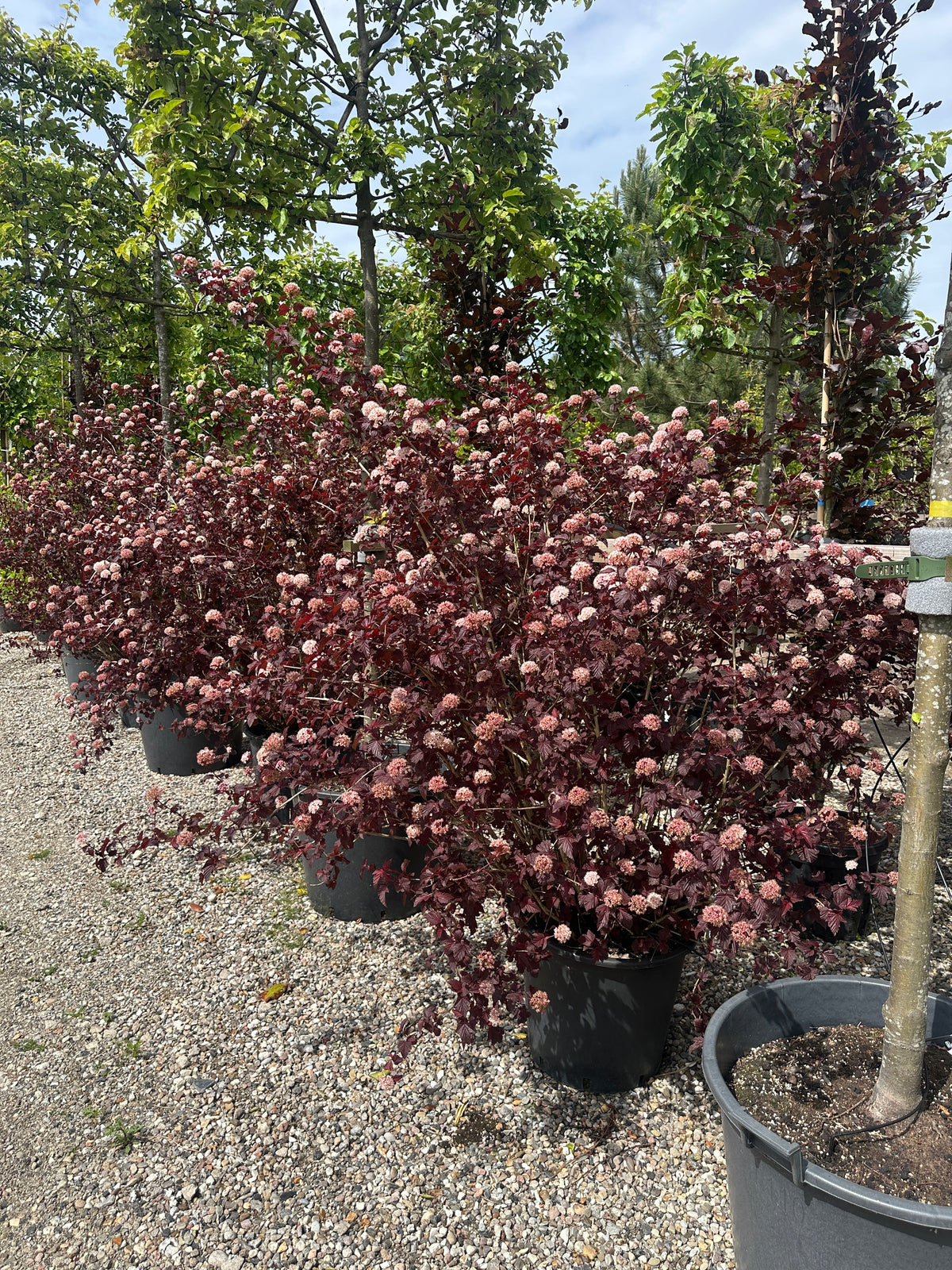 Tæt forgrenet blærespiræa busk af typen Physocarpus opulifolius Lady in Red i fuld sommerblomstring med lyse blomsterskærme mod det mørke løv.