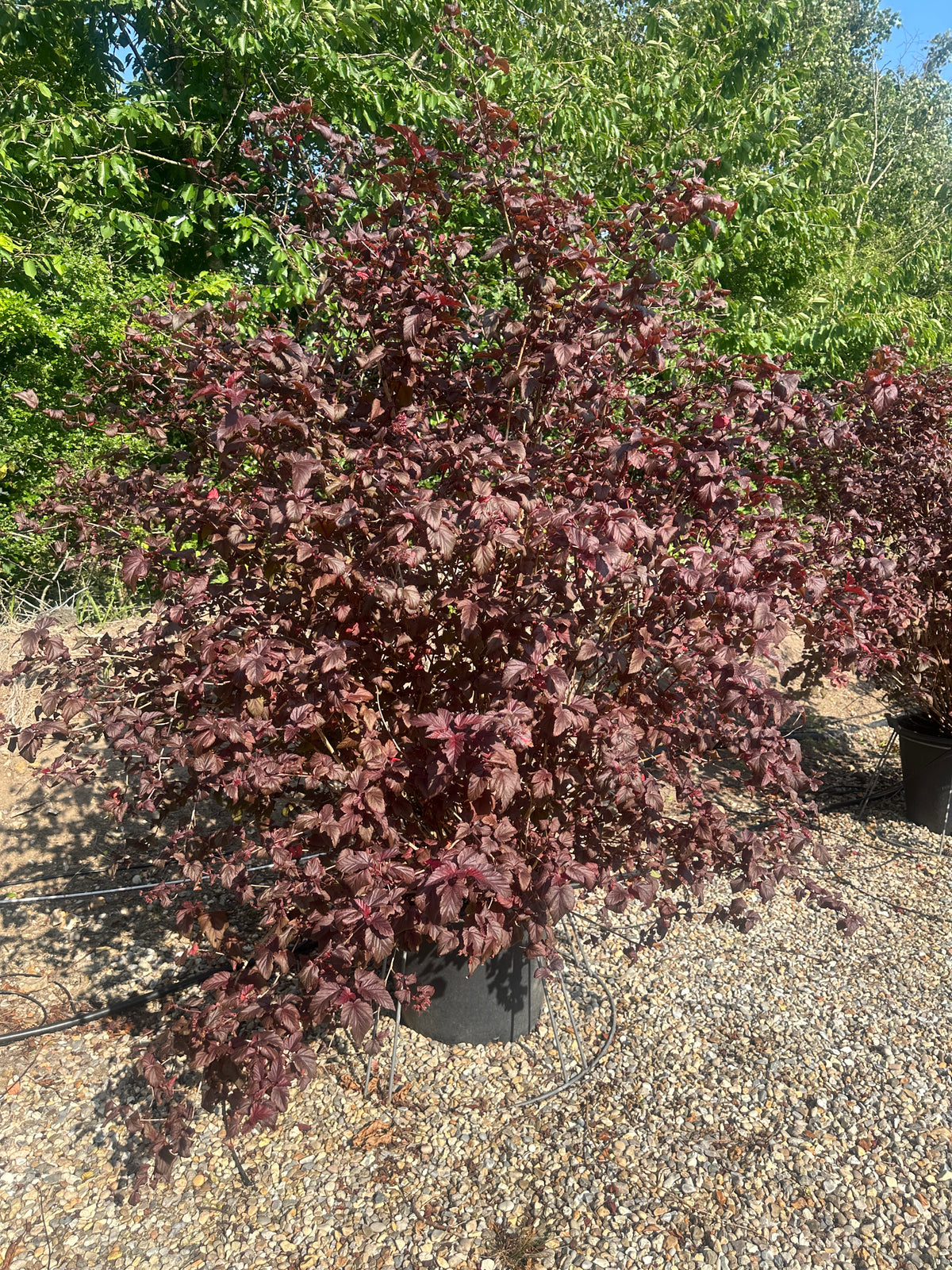 En kompakt og busket blærespiræa, Physocarpus opulifolius Lady in Red, der står uden blomster og fremstår som en flot havebusk med sit tætte, mørkerøde bladværk.