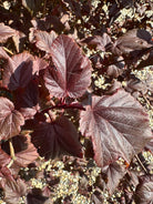 Mørkerøde til dyb-purpurfarvede blade med fligede kanter og tydelige bladnerver på en Physocarpus opulifolius ' Lady in Red'.