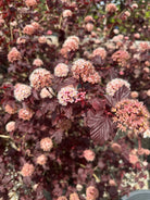 Tæt, rund skærm af små, cremehvide og sarte lyserøde blomster med fine støvdragere på en blærespiræa - Physocarpus opulifolius 'Lady in Red'