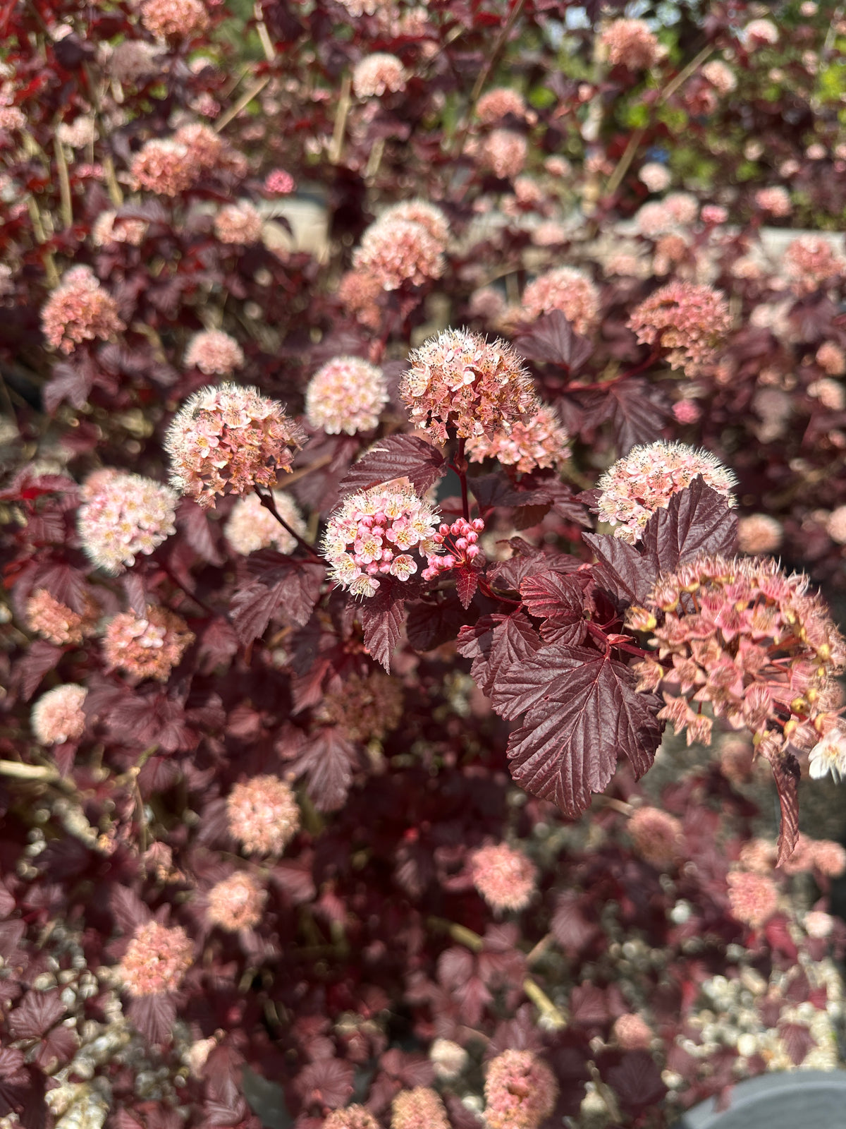 Tæt, rund skærm af små, cremehvide og sarte lyserøde blomster med fine støvdragere på en blærespiræa - Physocarpus opulifolius 'Lady in Red'