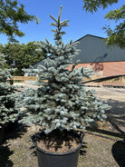 Kompakt blågran, Picea pungens 'Super Blue', med en tæt struktur af stive, iøjnefaldende stålblå nåle i en have.