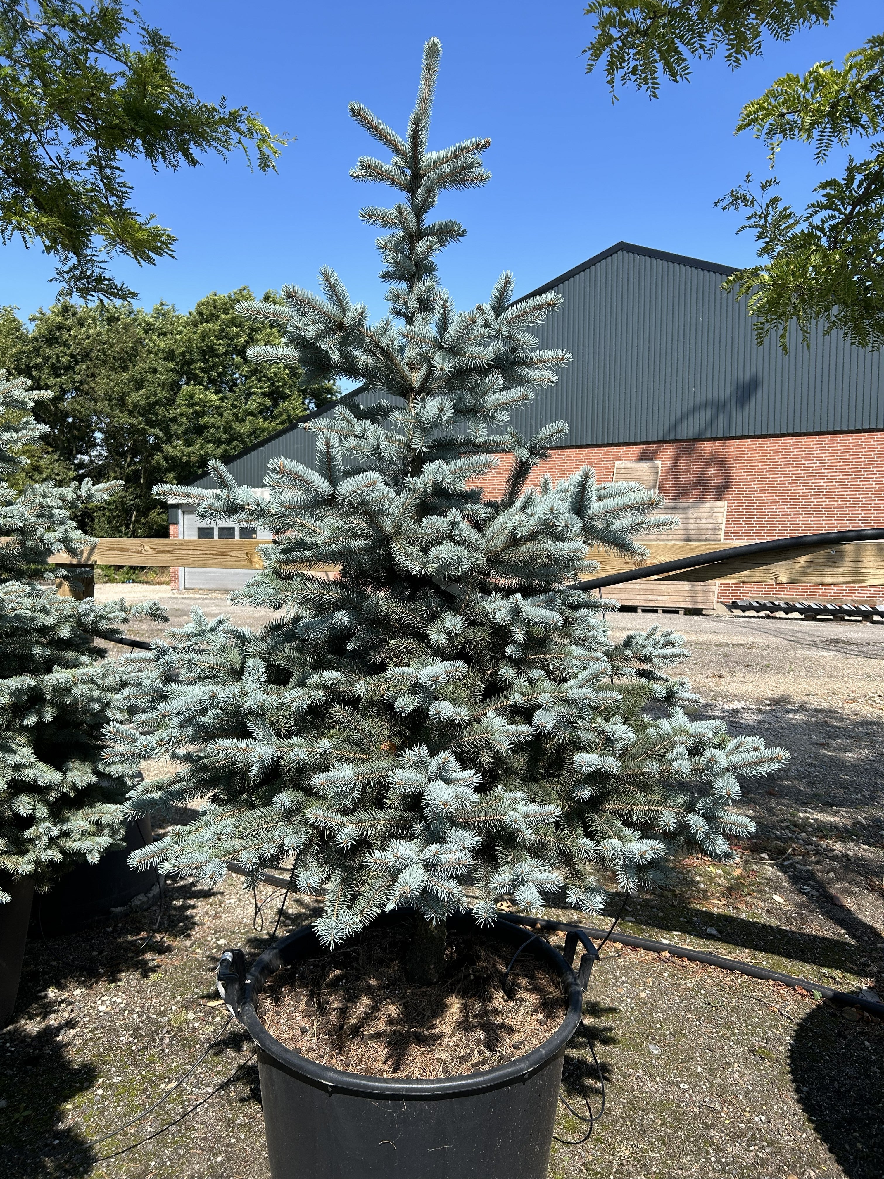 Kompakt blågran, Picea pungens 'Super Blue', med en tæt struktur af stive, iøjnefaldende stålblå nåle i en have.