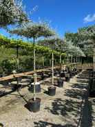 Tagklippet Pyrus salicifolia Pendula