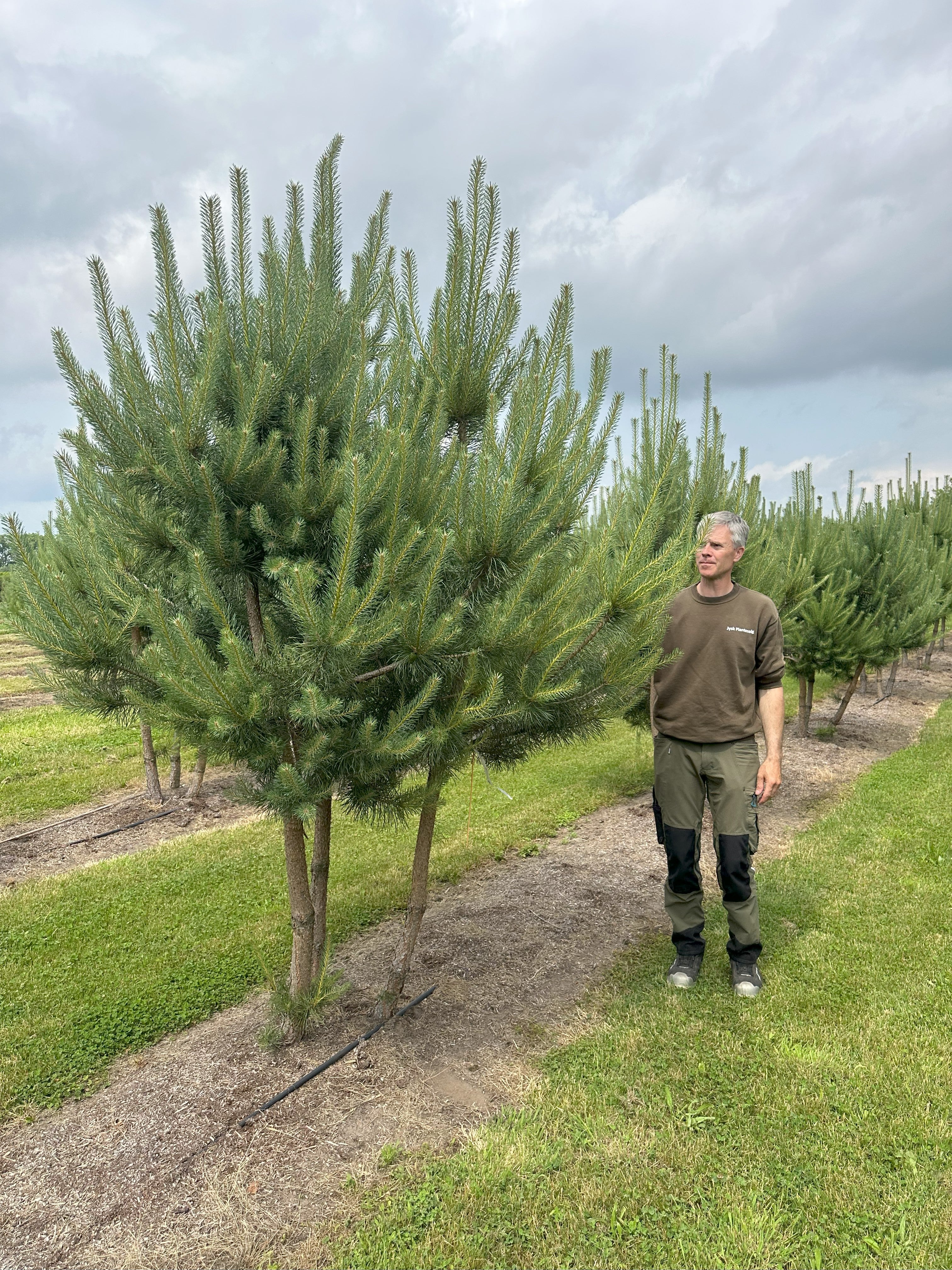 Multistammet Pinus sylvestris, Skovfyr