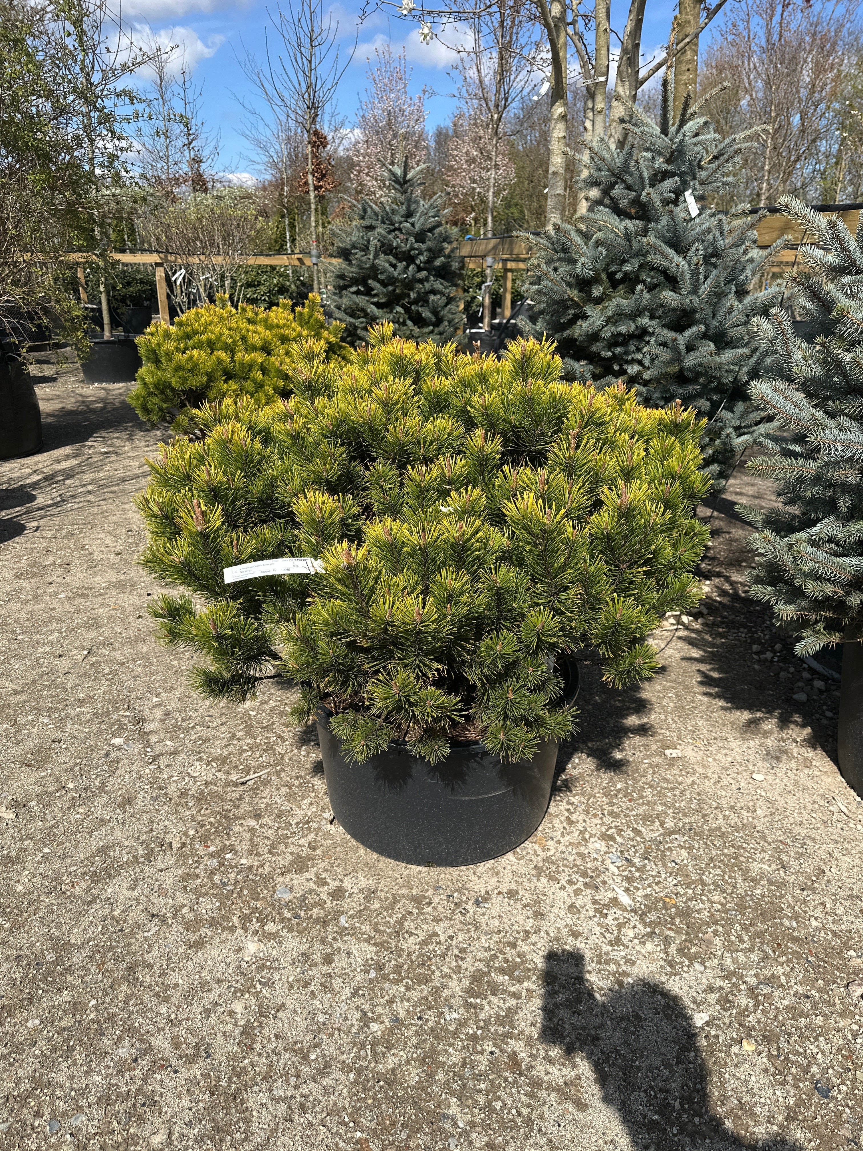 Tæt og lav busk af bjergfyr, Pinus mugo 'Carsten's Wintergold', med opretvoksende grene og tætte nåle.