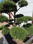 Formklippet bjergfyr-bonsai 'Gnom' med fritlagte grene og kompakte, grønne nåleskyer.