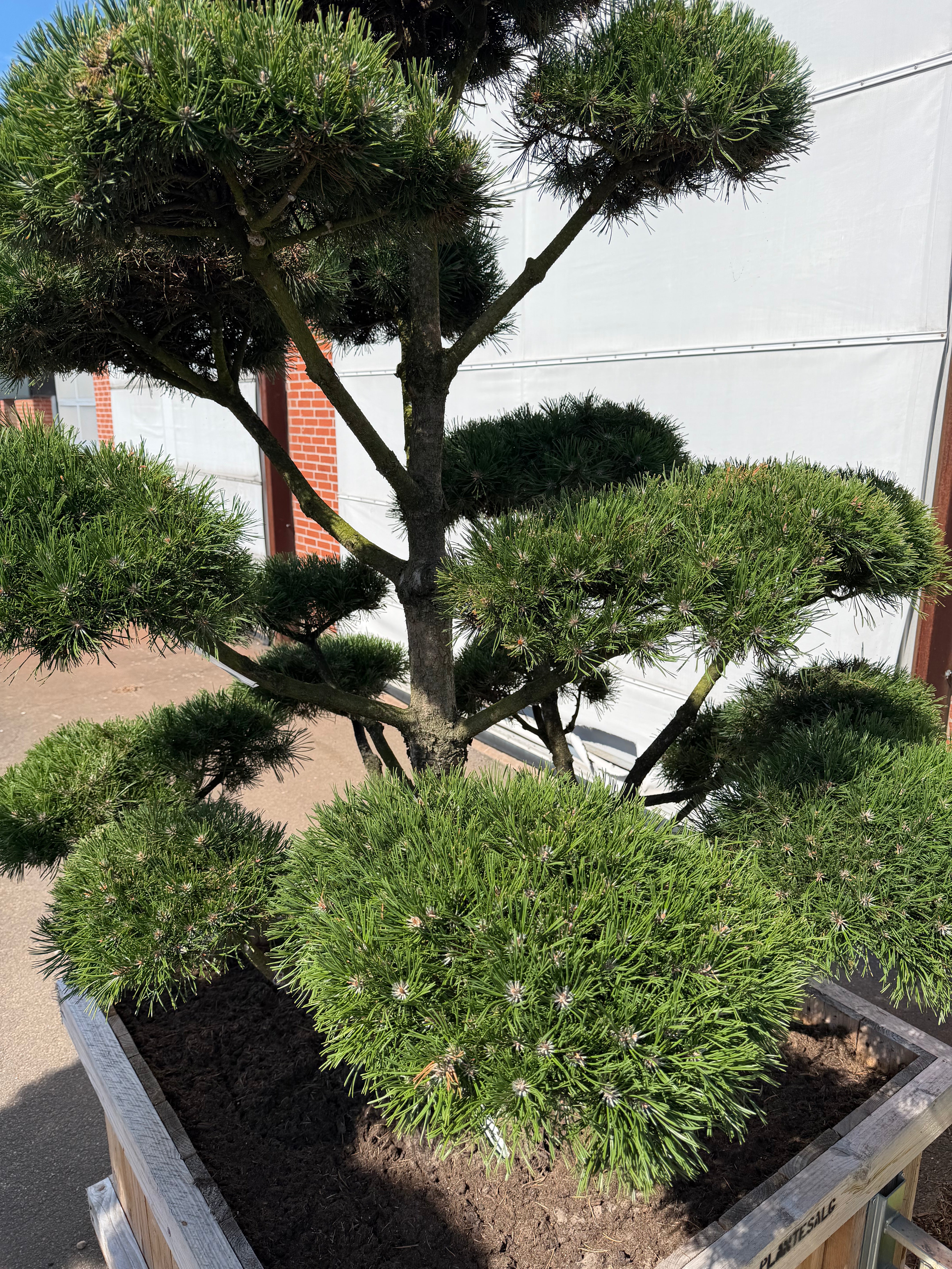 Formklippet bjergfyr-bonsai 'Gnom' med fritlagte grene og kompakte, grønne nåleskyer.