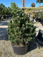 Tæt, kompakt og rund busk af bjergfyr, Pinus mugo 'Gnom', med oprette grene og mørkegrønne nåle.
