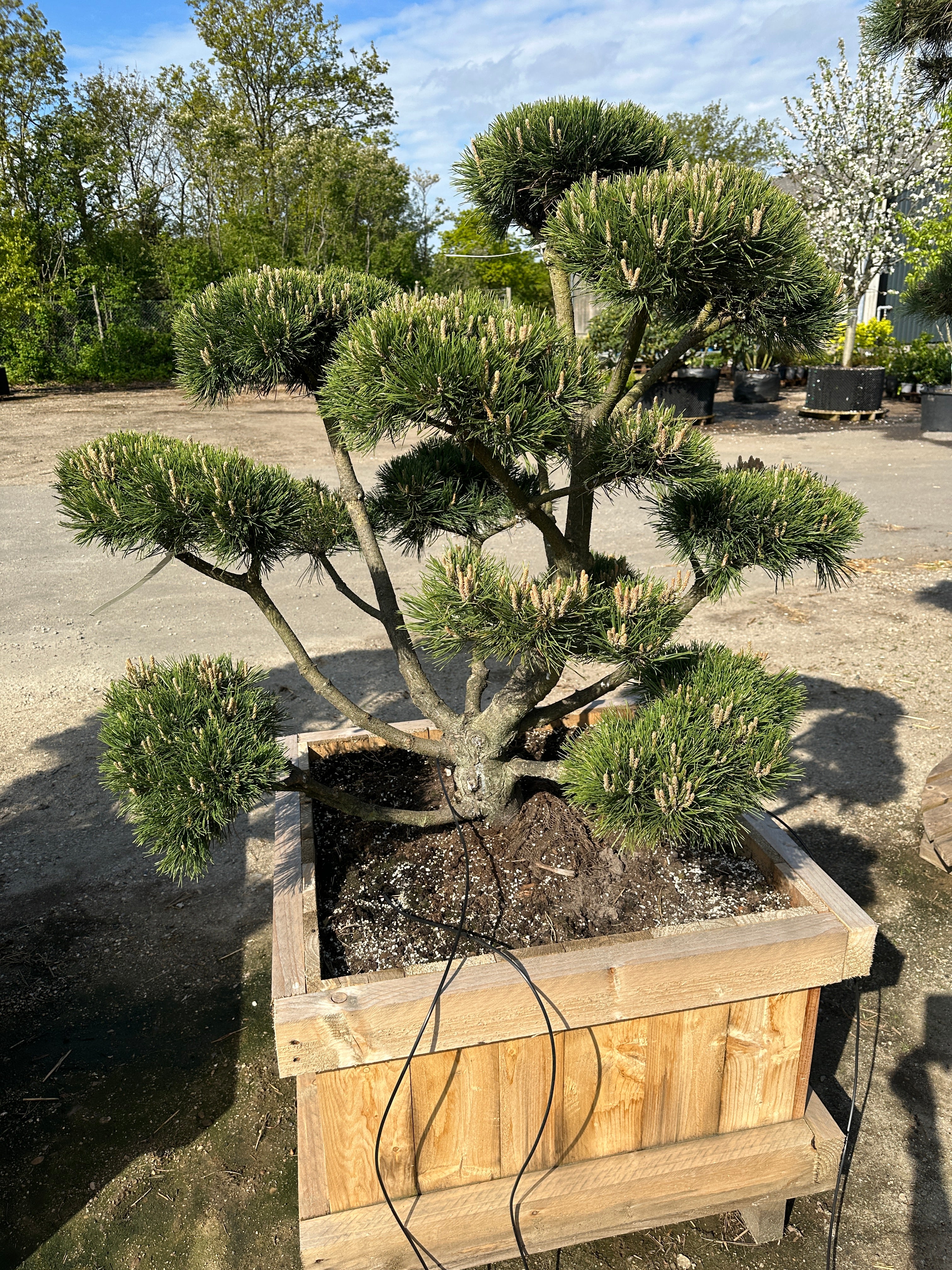 Pinus mugo Gnom dværg-bjergfyr formet som udendørs bonsai med tætte, mørkegrønne nålepuder og mørkegrå bark.
