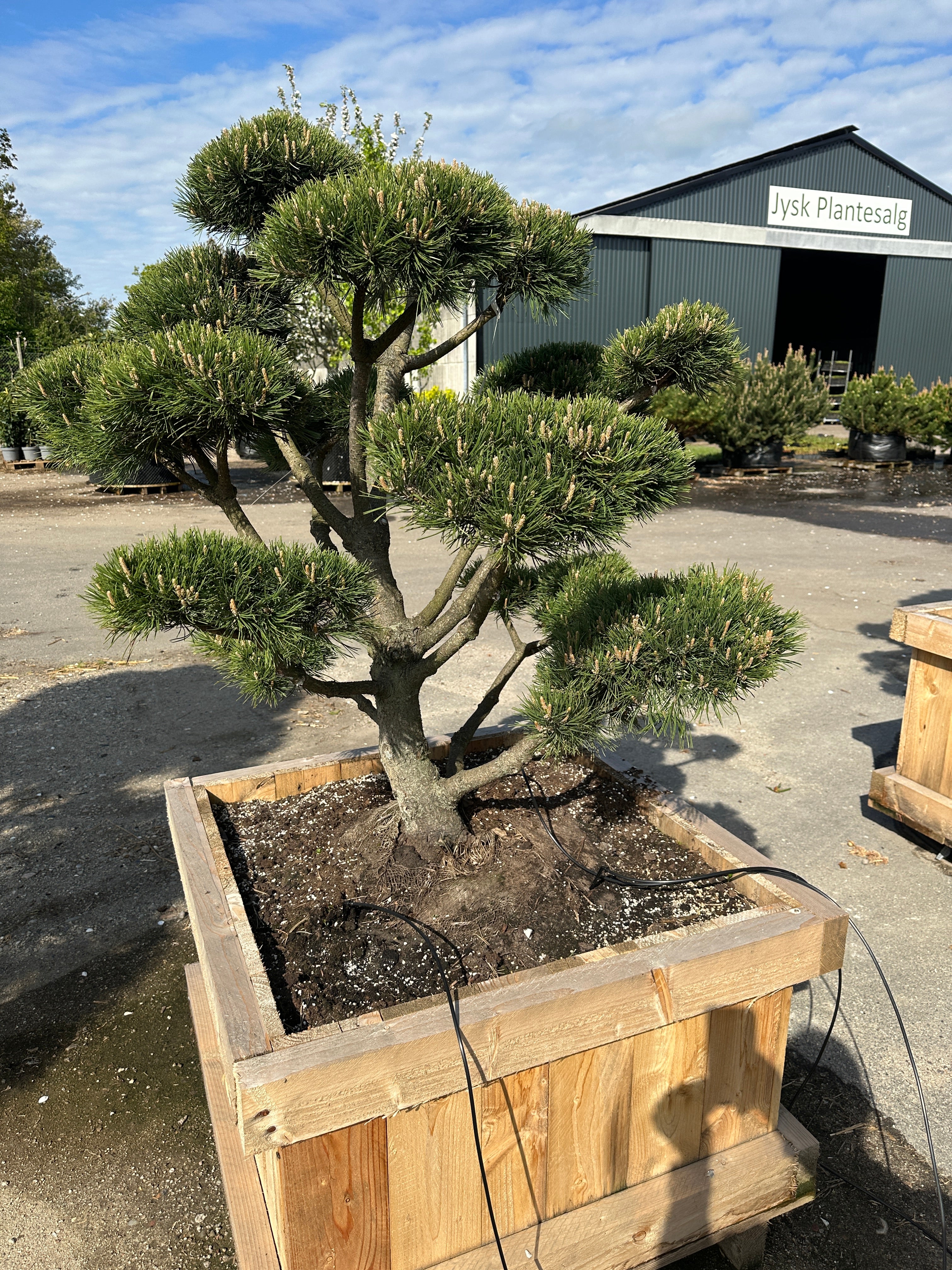 Pinus mugo Gnom dværg-bjergfyr som udendørs bonsai med tætte, etageformede nålepuder.