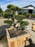 Pinus mugo Gnom dværg-bjergfyr som udendørs bonsai med tætte, etageformede nålepuder.
