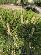 Nærbillede af oprette, brune forårsskud på en Pinus mugo Gnom dværg-bjergfyr-bonsai.