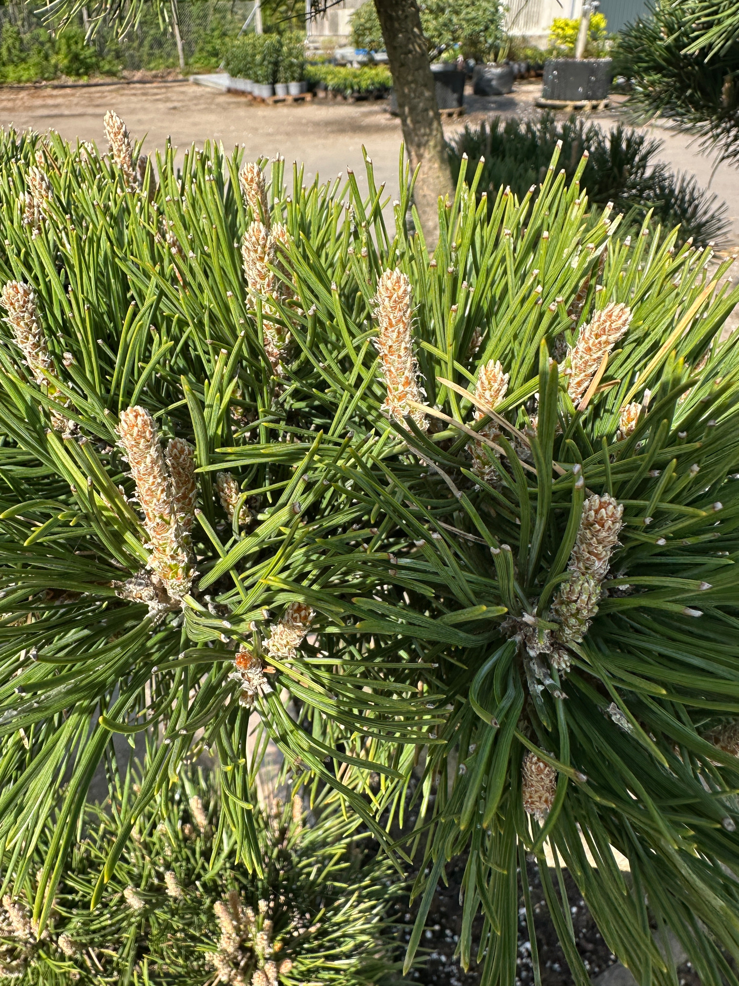 Nærbillede af oprette, brune forårsskud på en Pinus mugo Gnom dværg-bjergfyr-bonsai.
