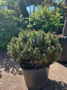 Tæt kompakte flad kugleformet, Dværg Bjergfyr, Pinus mugo Gnom. 