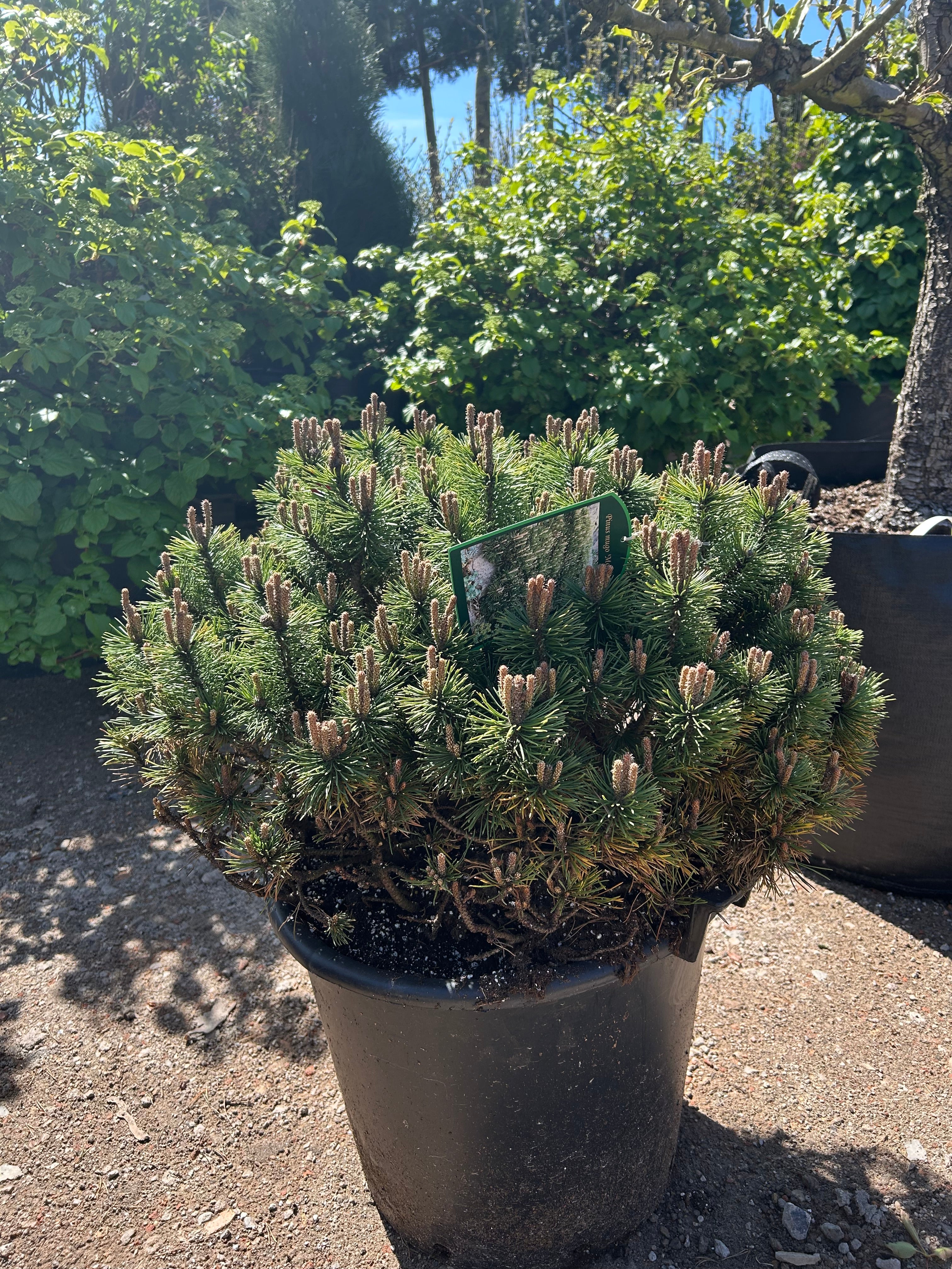 Tæt kompakte flad kugleformet, Dværg Bjergfyr, Pinus mugo Gnom. 