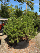 Lav og tæt bjergfyr - Pinus mugo 'Mughus' i buskform med kompakte grene og mørkegrønne, stive fyrrenåle.
