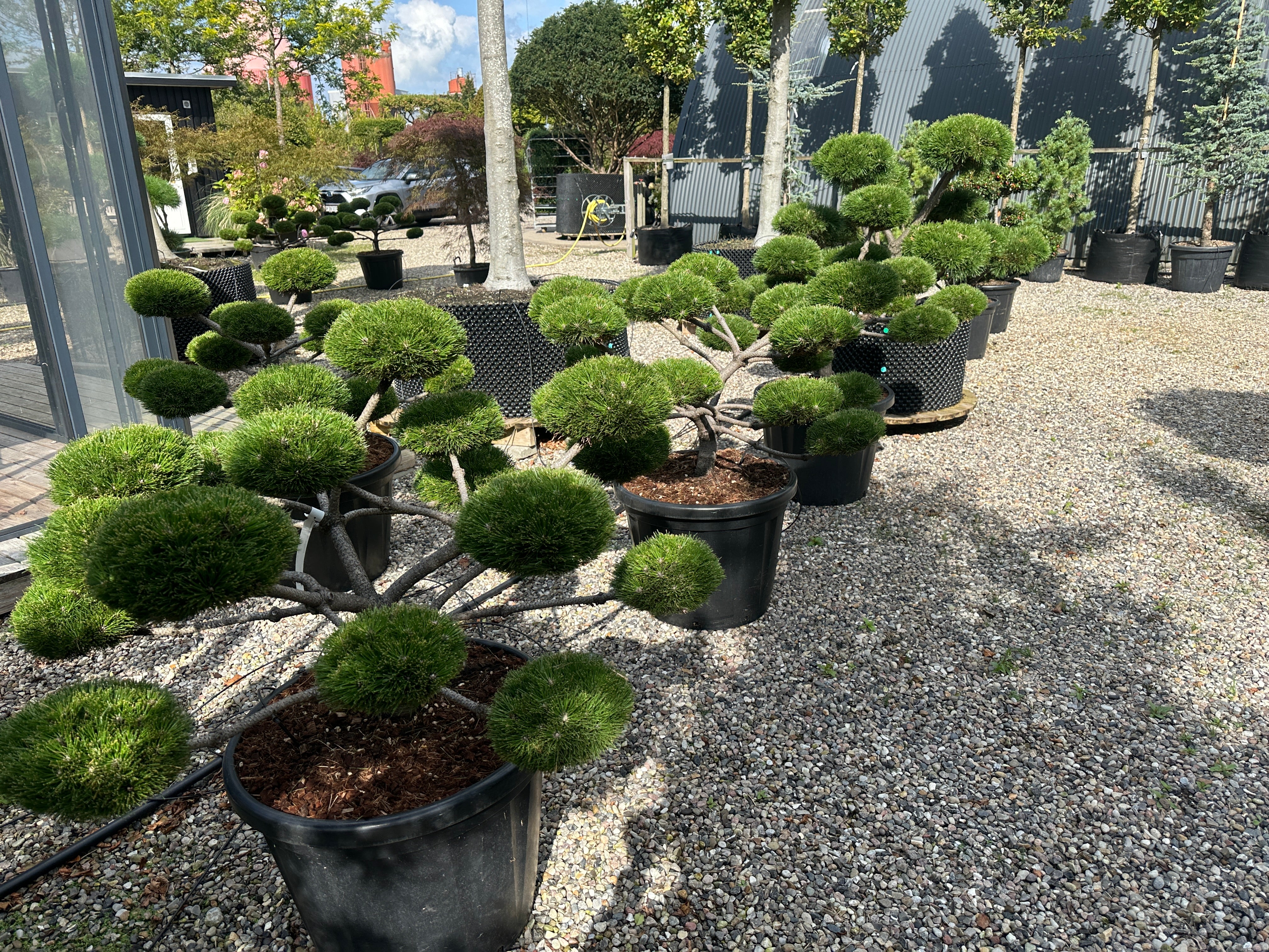 En stedsegrøn Pinus nigra Brepo dværgfyr i bonsai udgave, som fremviser sine dekorative grene og runde puder af mørkegrønne nåle.