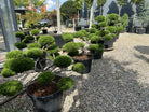 En stedsegrøn Pinus nigra Brepo dværgfyr i bonsai udgave, som fremviser sine dekorative grene og runde puder af mørkegrønne nåle.