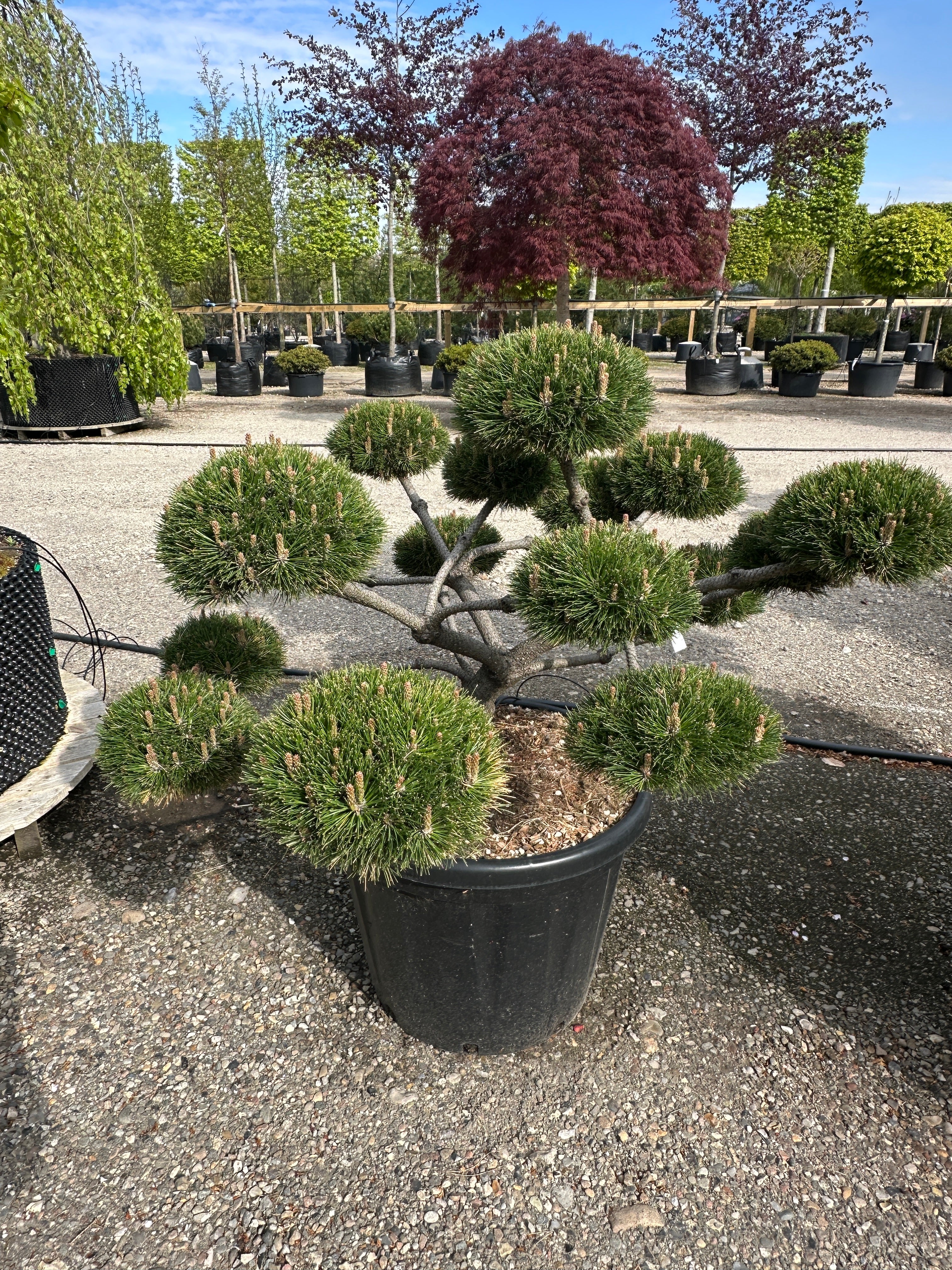Formklippet Pinus nigra Brepo bonsai med de helt små forårsblomstringer yderst på de tætte nålekviste.
