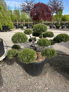 Formklippet Pinus nigra Brepo bonsai med de helt små forårsblomstringer yderst på de tætte nålekviste.
