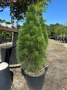 Søjleformet Pinus nigra Green tower, Østrigsk fyr, med flotte grønne nåle og sin slanke væskt. 