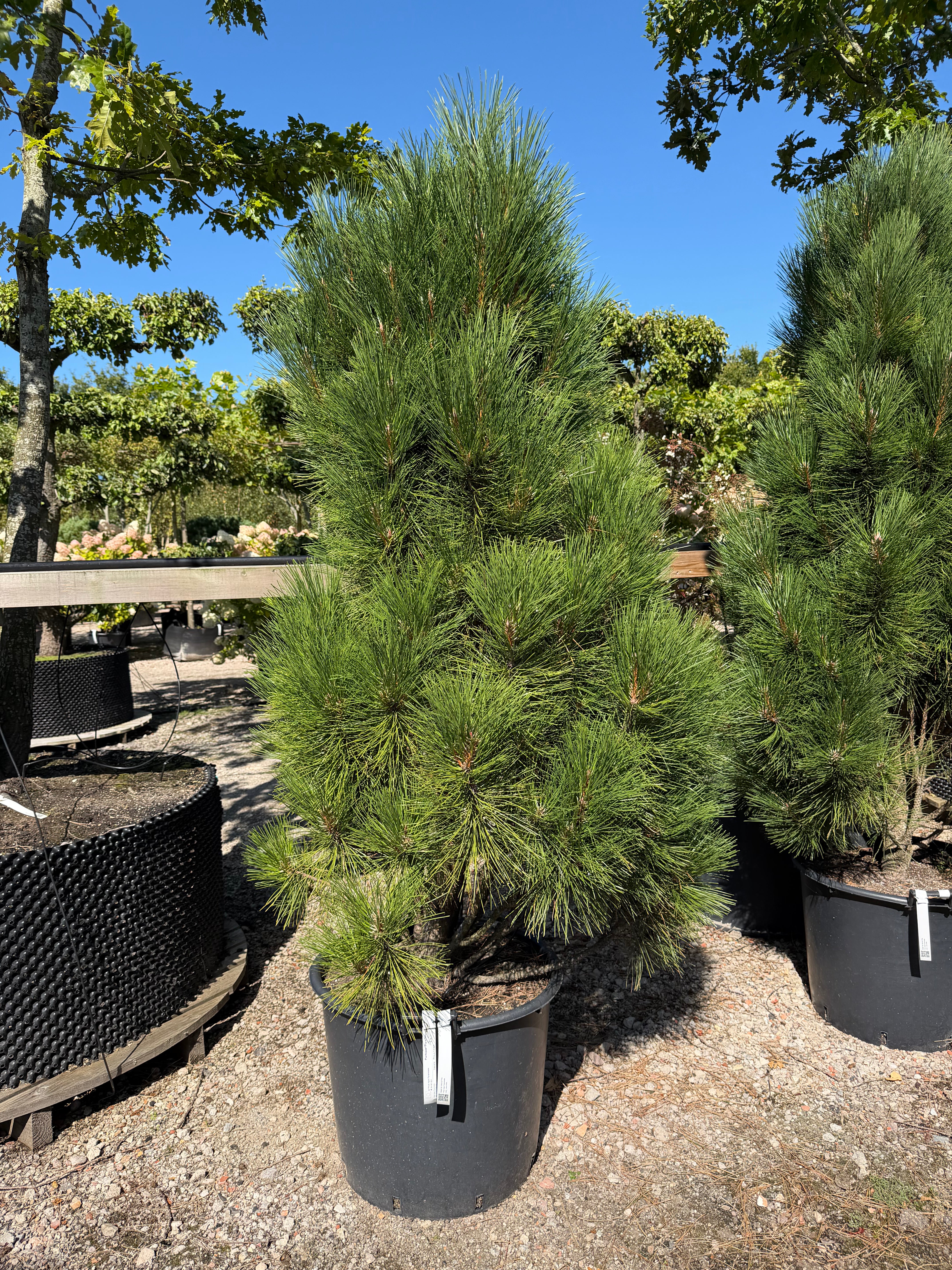 Stedsegrøn Pinus nigra Pyramidalis østrigsk søjlefyr med en stram, slank og opret søjleformet vækst med mørkegrønne nåle.