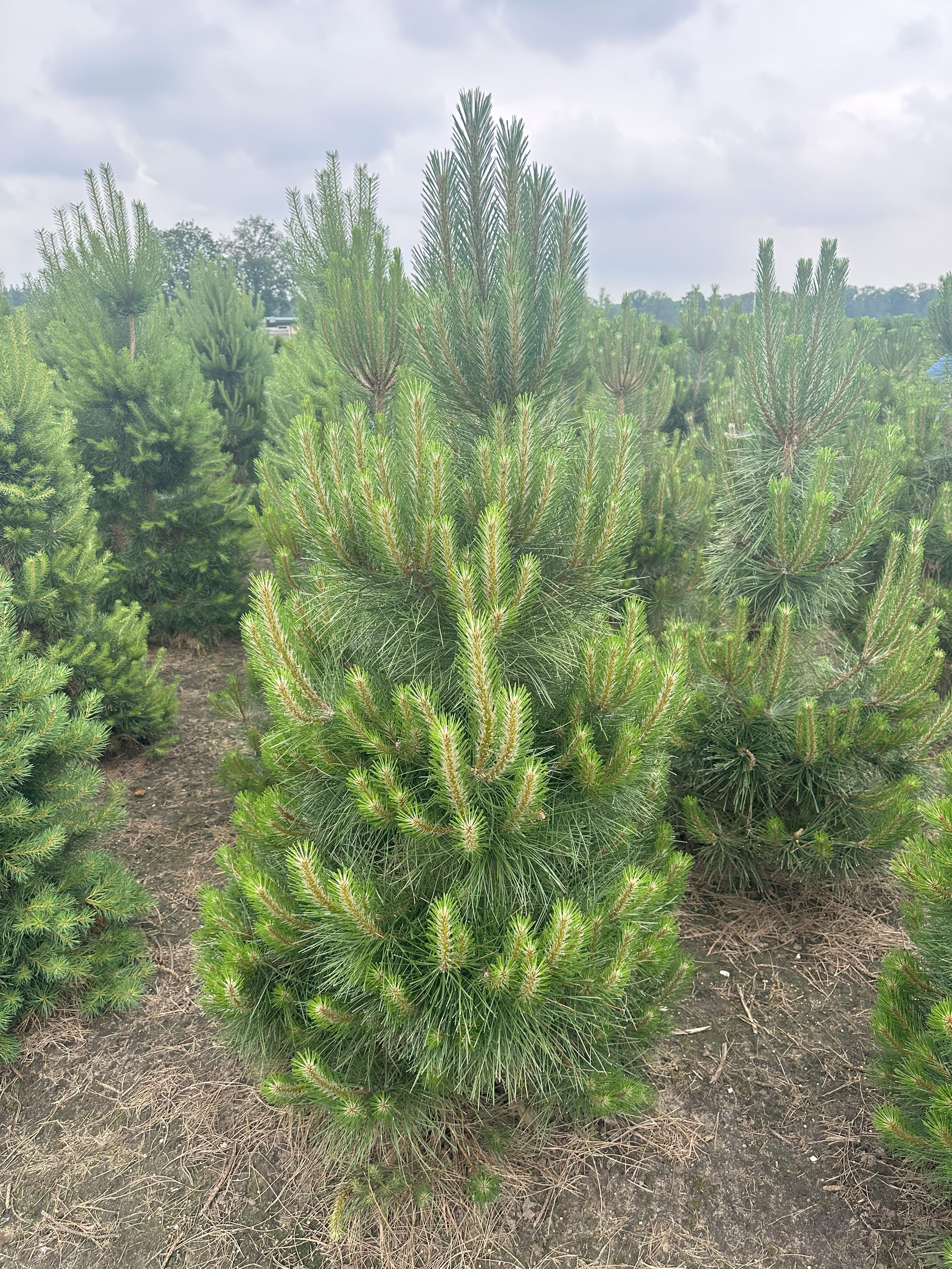 Østrigsk fyr - Pinus nigra nigra i buskform – hårdført, stedsegrønt nåletræ.