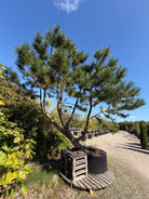 Opstammet Østrigsk fyr - Pinus nigra subsp. nigra i fuld figur med en høj, bar stamme og en tæt, mørkegrøn og rundet krone af lange nåle.