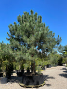 En opstammet Pinus nigra nigra østrigsk fyr, som viser sin enlige hovedstamme og den fyldig og skulpturele krone af lange mørkegrønne nåle.