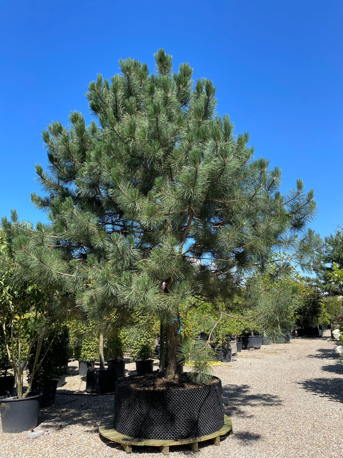 En opstammet Pinus nigra nigra østrigsk fyr, som viser sin enlige hovedstamme og den fyldig og skulpturele krone af lange mørkegrønne nåle.