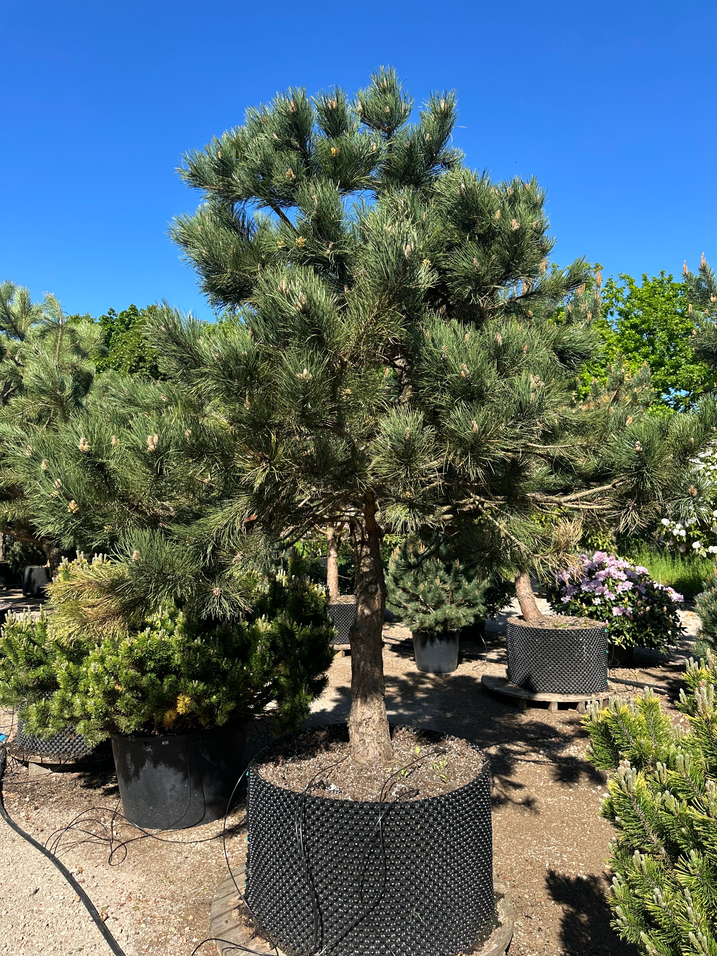 Skulpturel og fuldvoksen østrigsk fyr, Pinus nigra nigra, med en åben, asymmetrisk grenstruktur.