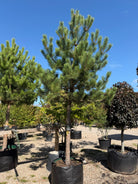 Opstammet Østrigsk fyr - Pinus nigra subsp. nigra i fuld figur med en høj, bar stamme og en tæt, mørkegrøn og rundet krone af lange nåle.