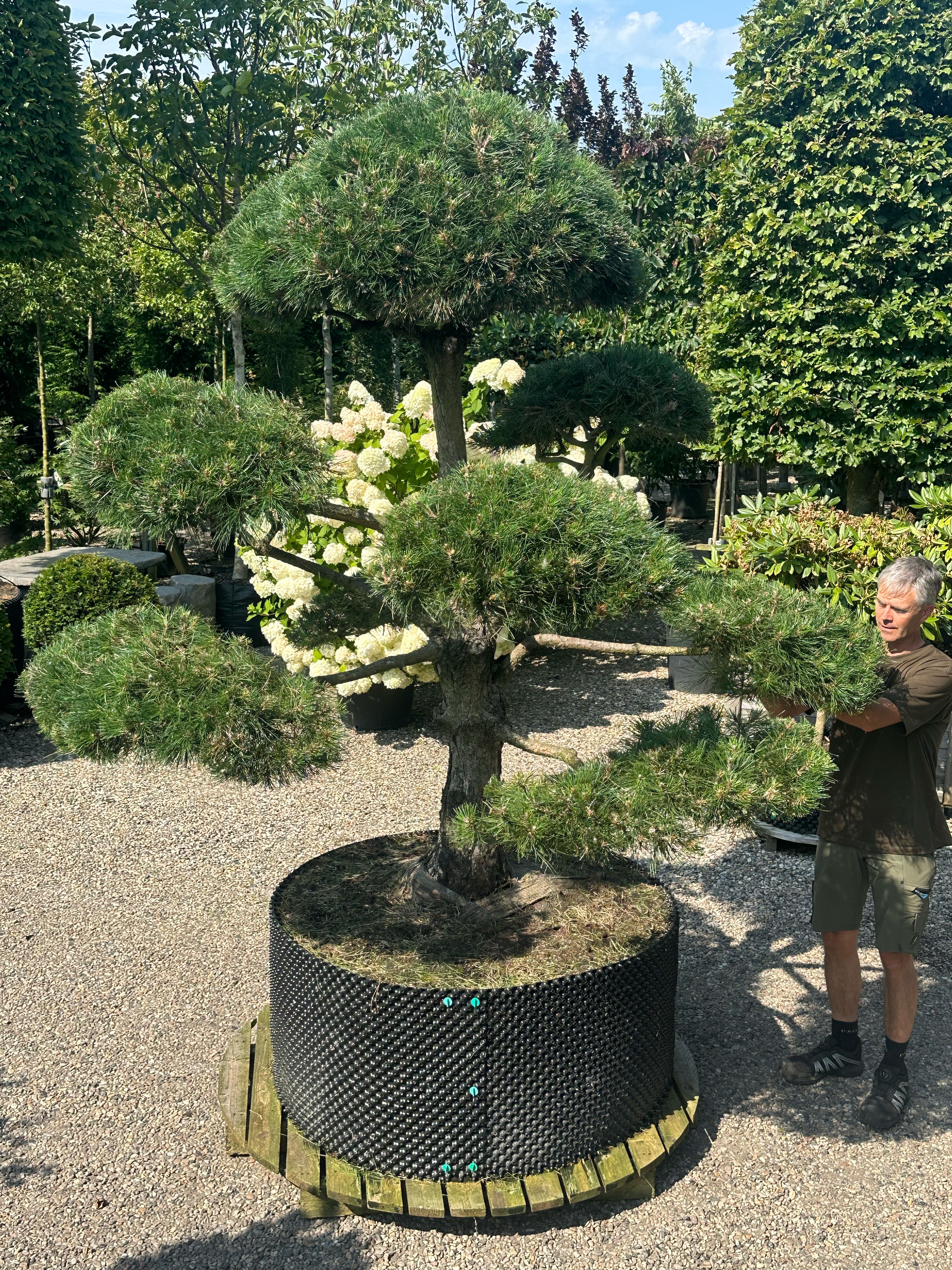 En stedsegrøn Pinus nigra nigra - østrigsk fyr som bonsai, der viser en tyk, mørkegrå og dybt rillet stamme med kraftige grene formet i tætte, vandrette puder af lange, stive og mørkegrønne nåle.