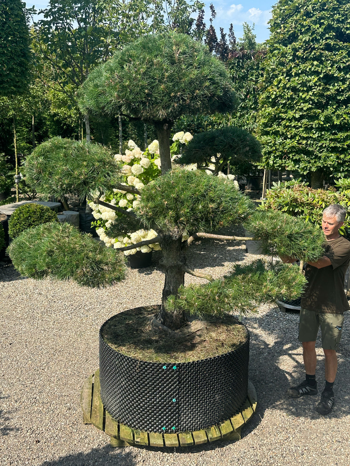 En stedsegrøn Pinus nigra nigra - østrigsk fyr som bonsai, der viser en tyk, mørkegrå og dybt rillet stamme med kraftige grene formet i tætte, vandrette puder af lange, stive og mørkegrønne nåle.