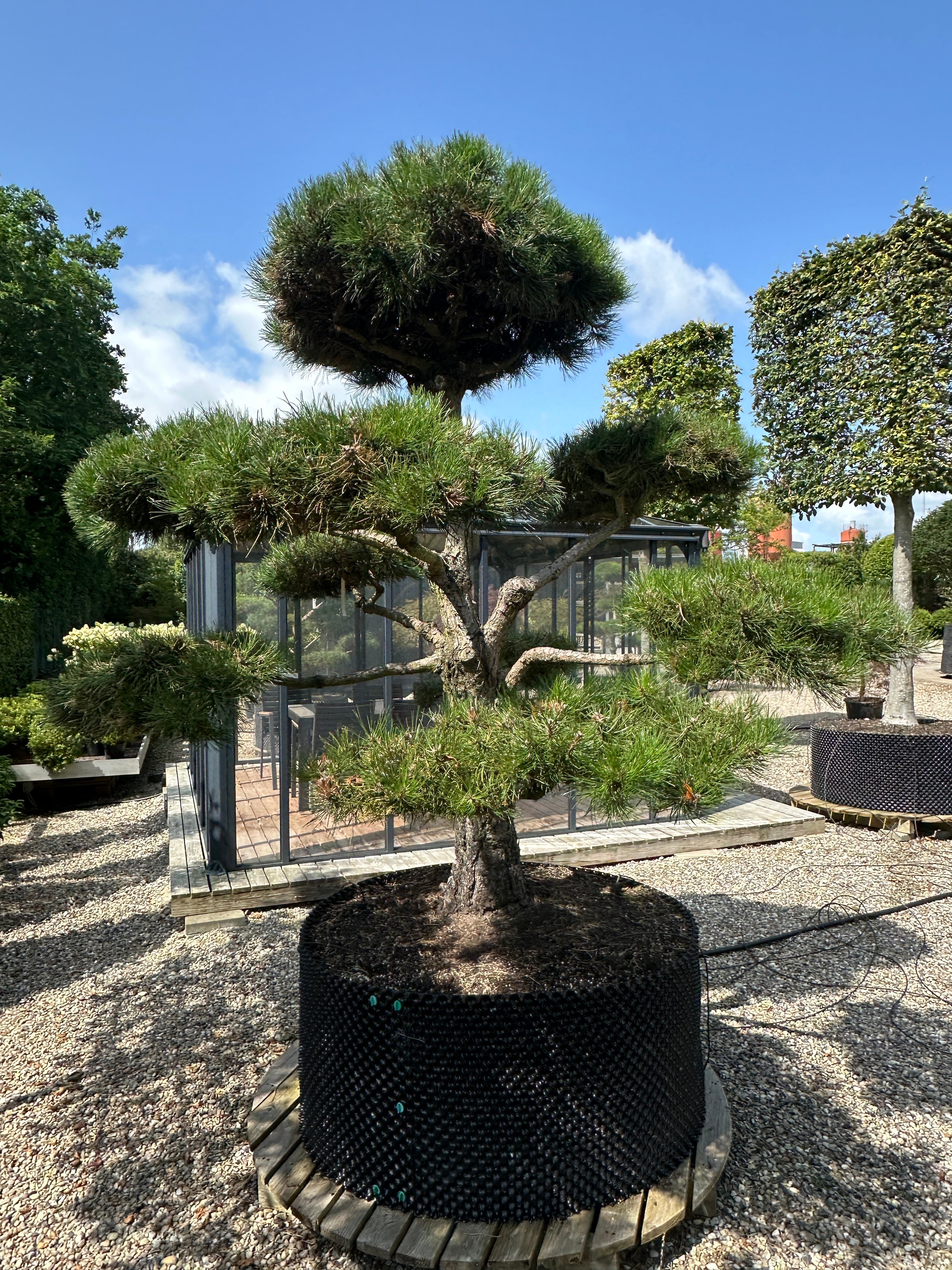 En stedsegrøn Pinus nigra nigra - østrigsk fyr som bonsai, der viser en tyk, mørkegrå og dybt rillet stamme med kraftige grene formet i tætte, vandrette puder af lange, stive og mørkegrønne nåle.