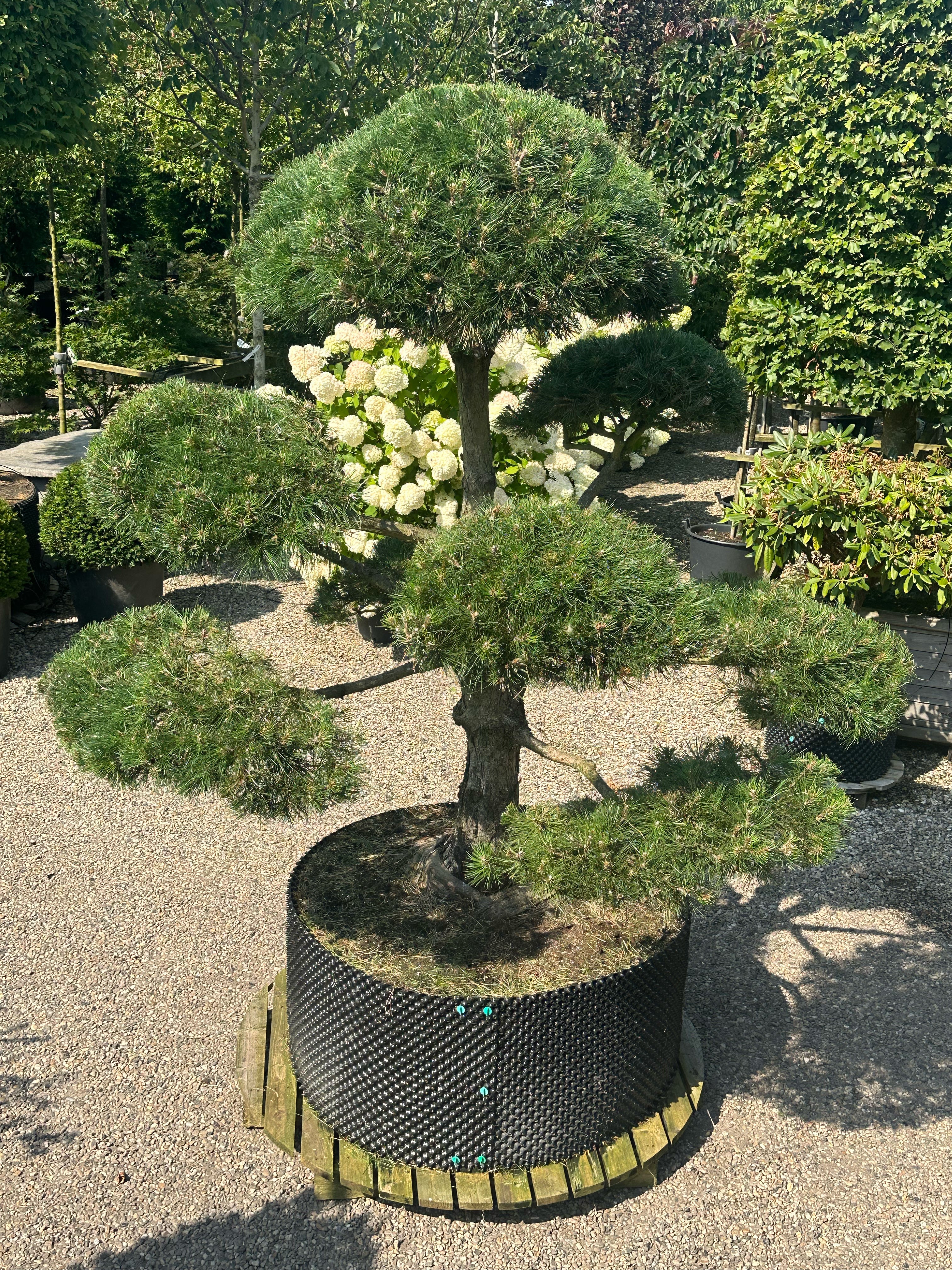 En stedsegrøn Pinus nigra nigra - østrigsk fyr som bonsai, der viser en tyk, mørkegrå og dybt rillet stamme med kraftige grene formet i tætte, vandrette puder af lange, stive og mørkegrønne nåle.