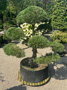 En stedsegrøn Pinus nigra nigra - østrigsk fyr som bonsai, der viser en tyk, mørkegrå og dybt rillet stamme med kraftige grene formet i tætte, vandrette puder af lange, stive og mørkegrønne nåle.