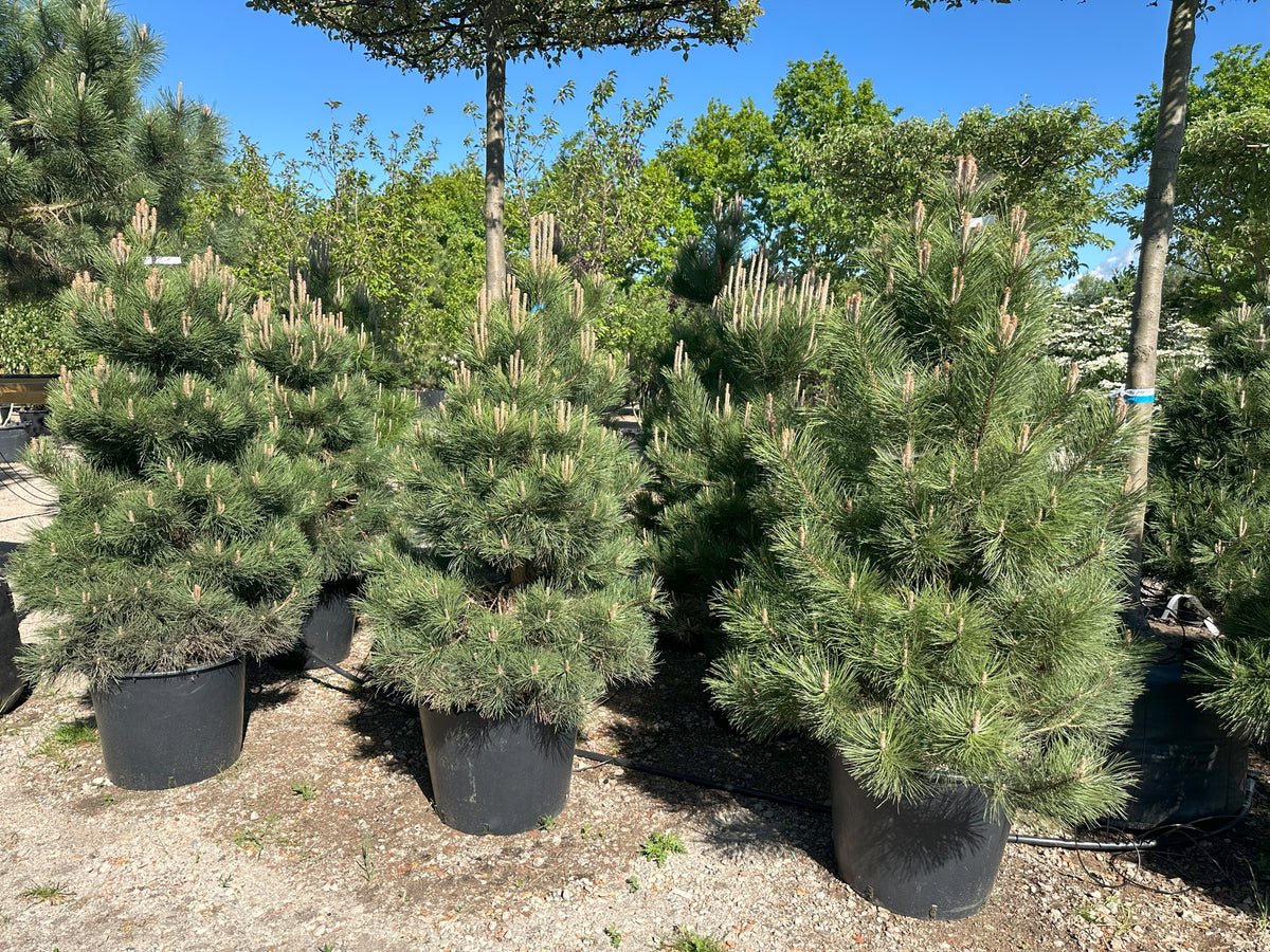 Østrigsk fyr - Pinus nigra nigra i buskform – hårdført, stedsegrønt nåletræ.