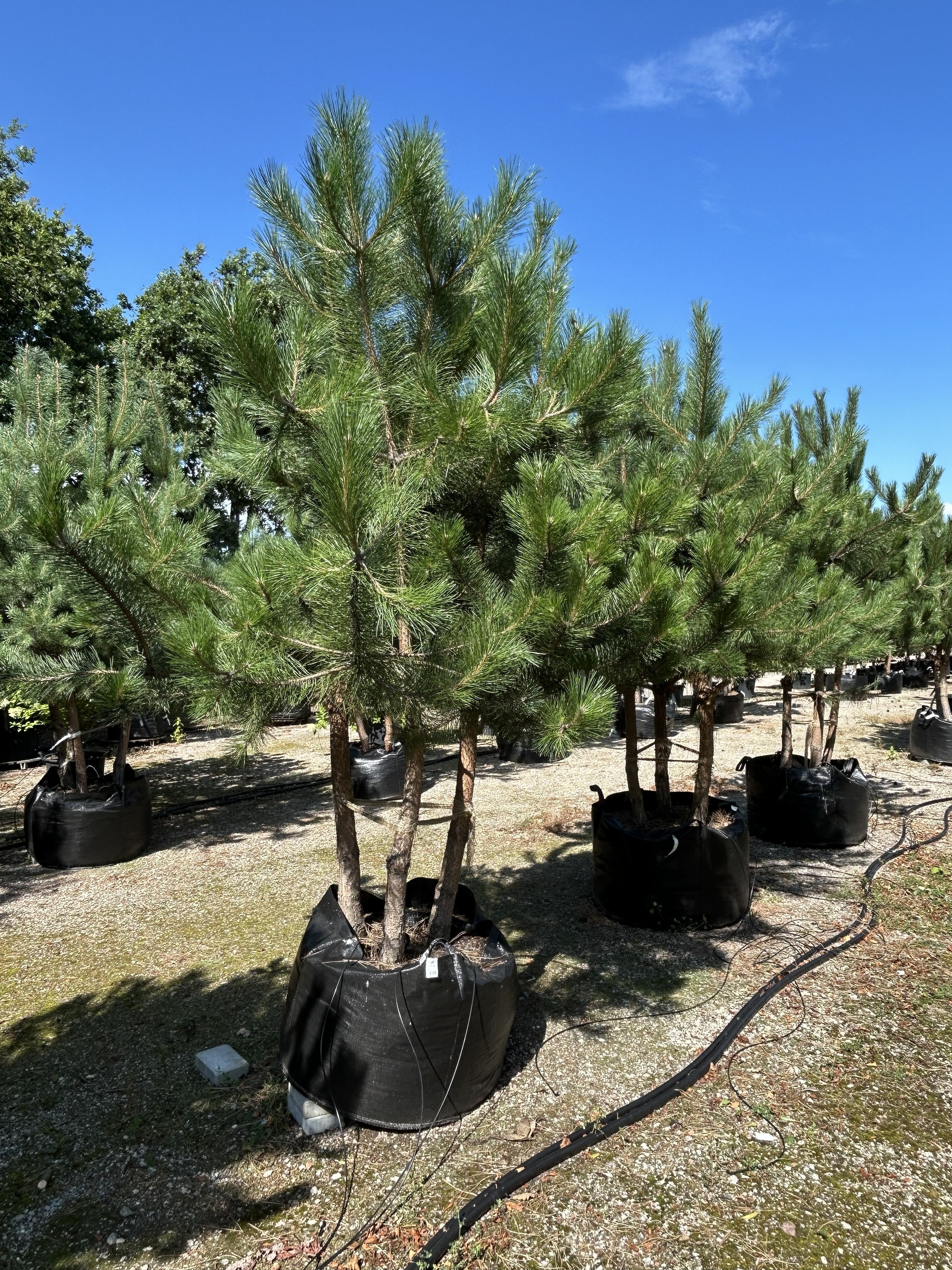 Multistammet østrigsk fyr - Pinus nigra nigra med flere mørkegrå stammer fra bunden og en tæt, bred krone af mørkegrønne nåle.