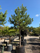 Opstammet Østrigsk fyr - Pinus nigra subsp. nigra i fuld figur med en høj, bar stamme og en tæt, mørkegrøn og rundet krone af lange nåle.