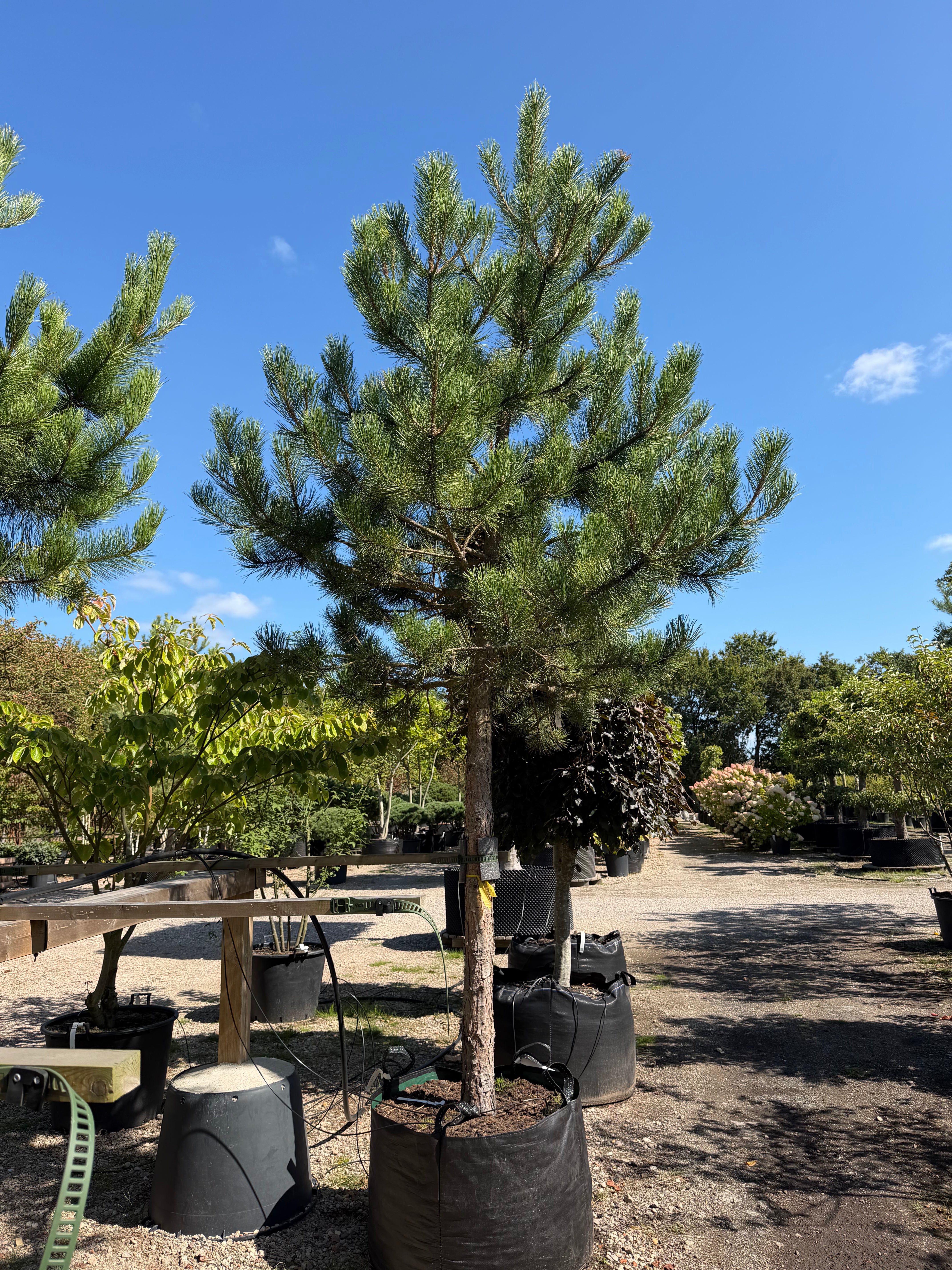 Opstammet Østrigsk fyr - Pinus nigra subsp. nigra i fuld figur med en høj, bar stamme og en tæt, mørkegrøn og rundet krone af lange nåle.